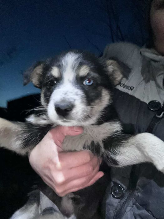 Ищем дом для щенят