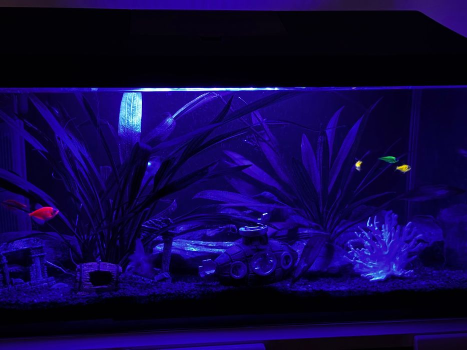 Vând Acvariu 60l Complet Decorațiuni și Pești