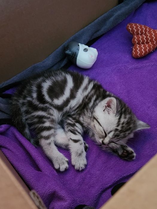 Шотландские котята