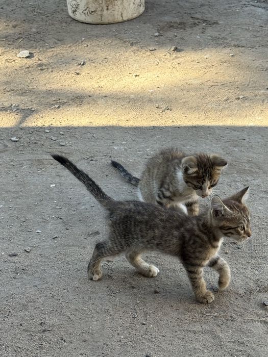 Отдам котят мышеловок