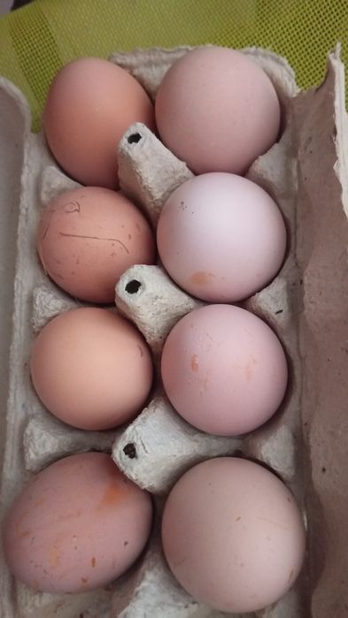 Oua austranlorp pt incubat