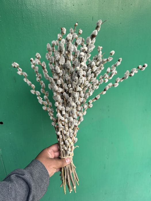 Верба оптом и в розницу