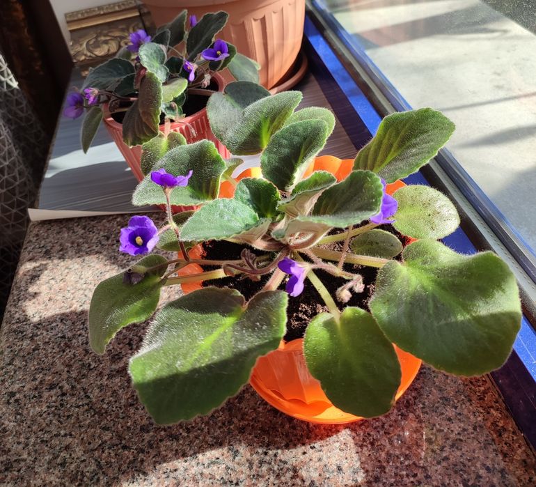 Фиалка,  цветущая.