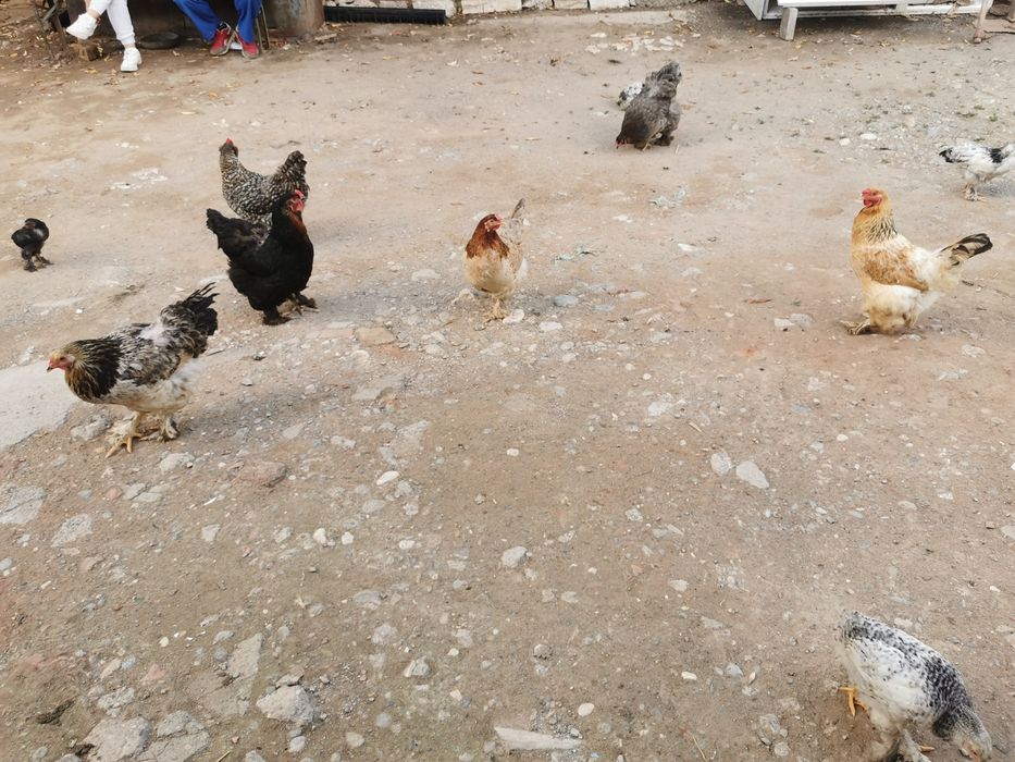 Găini de vânzare