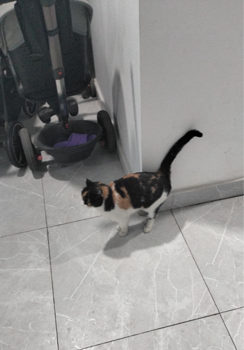 Кошечка бесплатно живет в подьезде