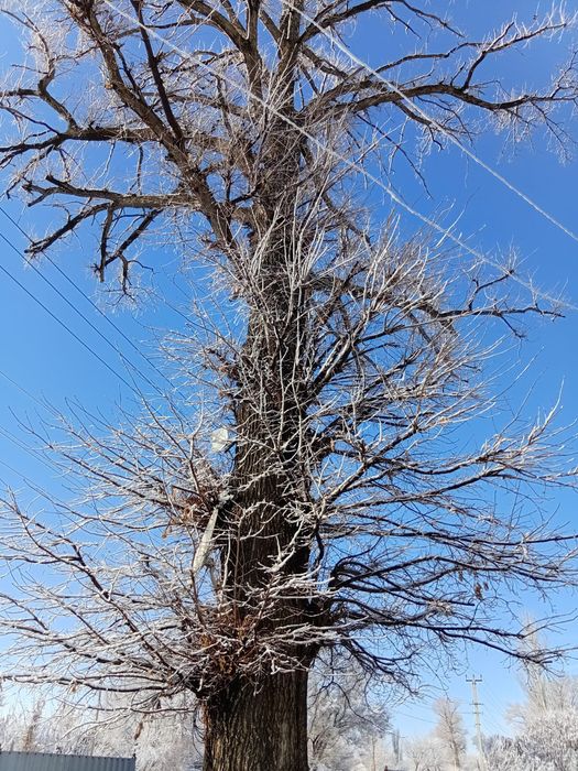 Продам дубовое дерево