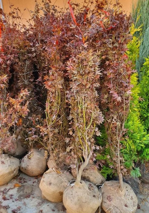 De la grădini mici la spații verzi mari – plante ornamentale sănătoase