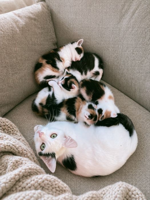 Котята трехцветки