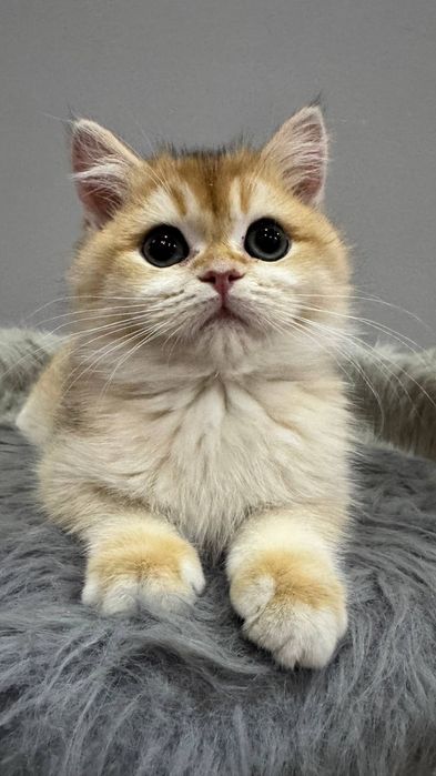 Британская золотая шиншилла