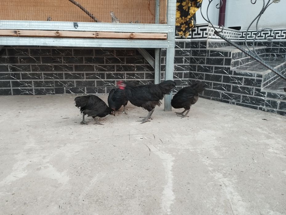 Qora tovuq va jojalar