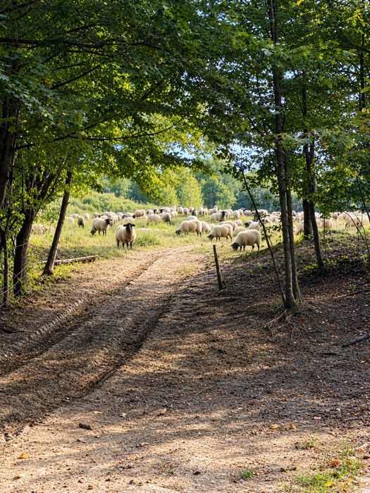 Oi suffolk de vanzare,linie genetica foarte buna.
