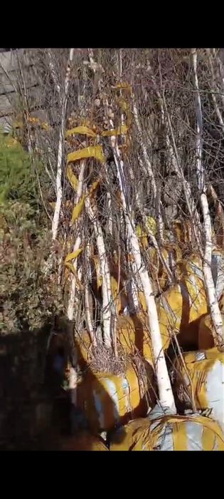 Саженцы кошеттер