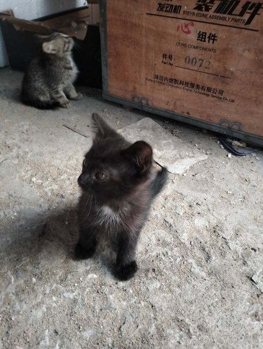 Умные, самостоятельные котята