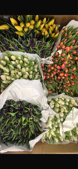 Премиум тюльпаны крупные