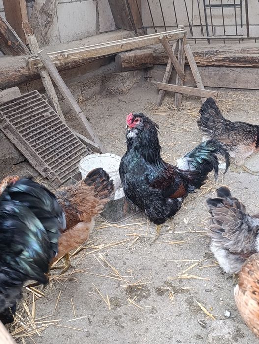 Ouă pt incubat Ameraucana