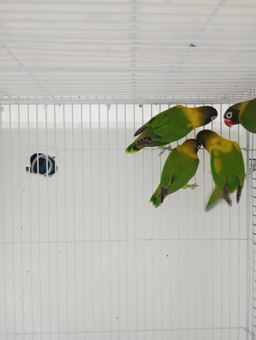 Продам птиц разных пород карела волнистые попугаи розеллы Александр