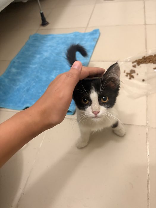 Котенок мальчик.