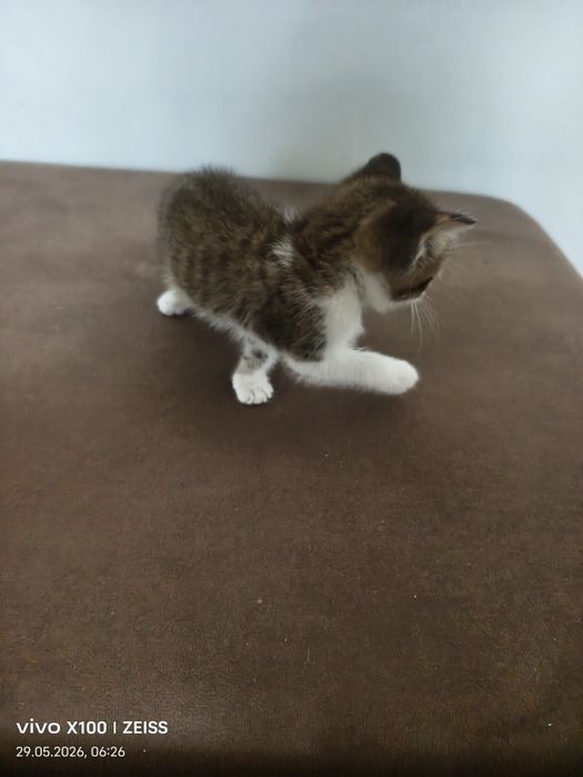 Отдам ДАРОМ  красивого котенка  мальчика