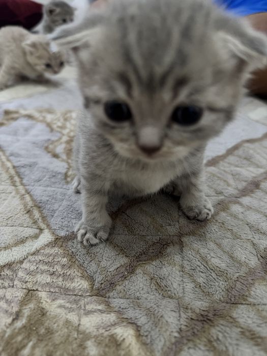 Британские котята вислоухие