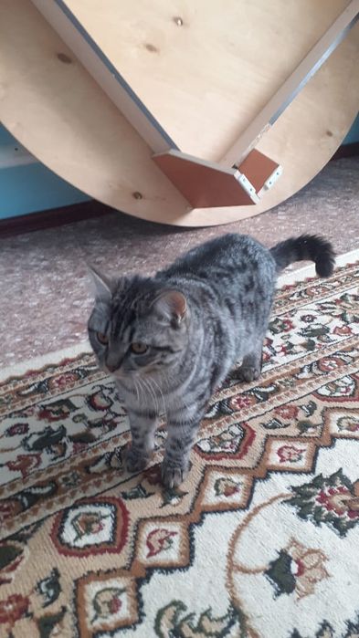 Бесплатно даём адрес Дмамбул2