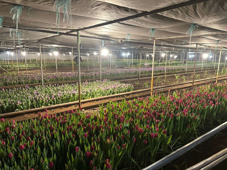 Тюльпаны оптом по 500тг отличного качества