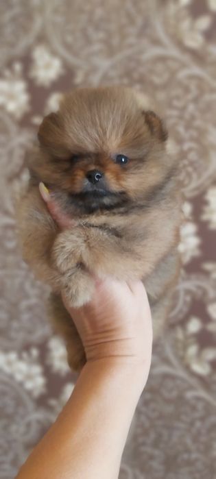 Шпицы  готовы к переезду