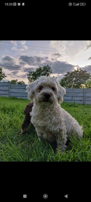 Femelă albă și mascul crem bichon