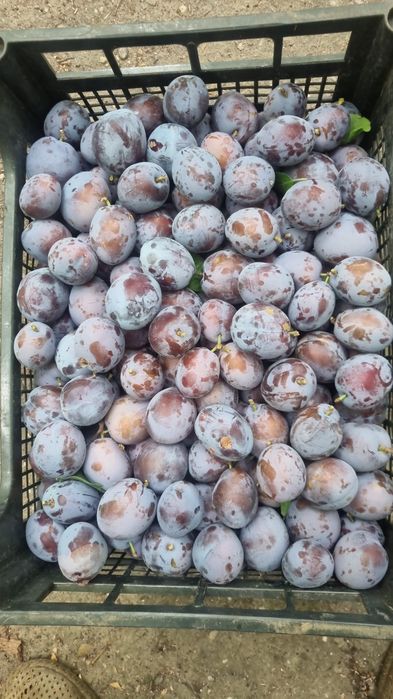 Prune de vanzare