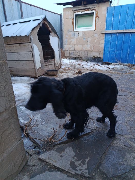 Продам щенки спаниели