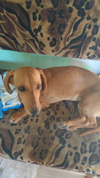 Собака такса здоровая