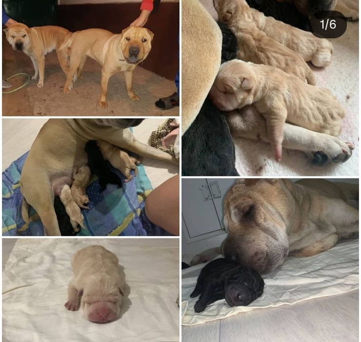 Продаётся взрослые шарпей кобель