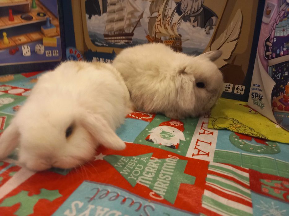 Iepure pitic de companie Iepuri Berbec pitic holland lop