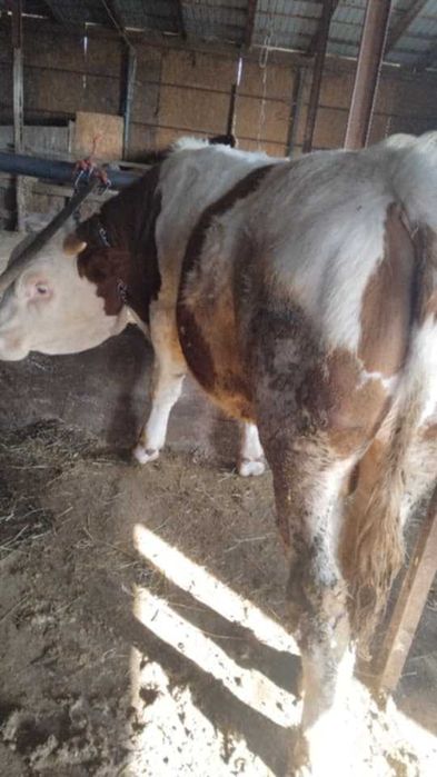 De vinzare vita baltata si un taur pentru monta