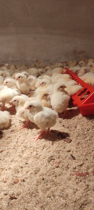 Цыплята бройлера