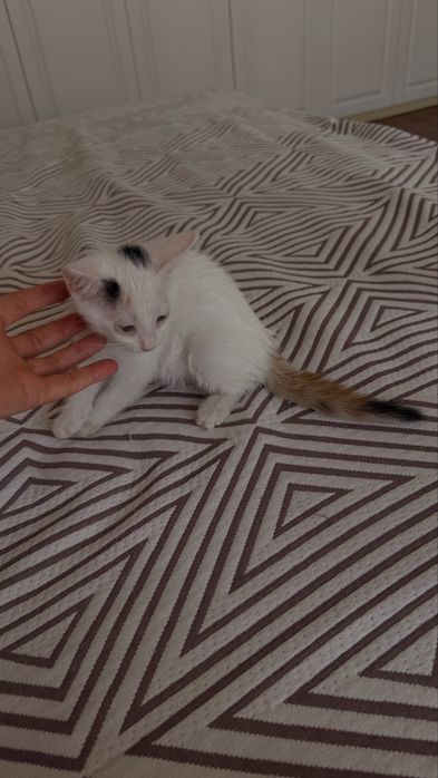 Отдам котят в хорошые руки