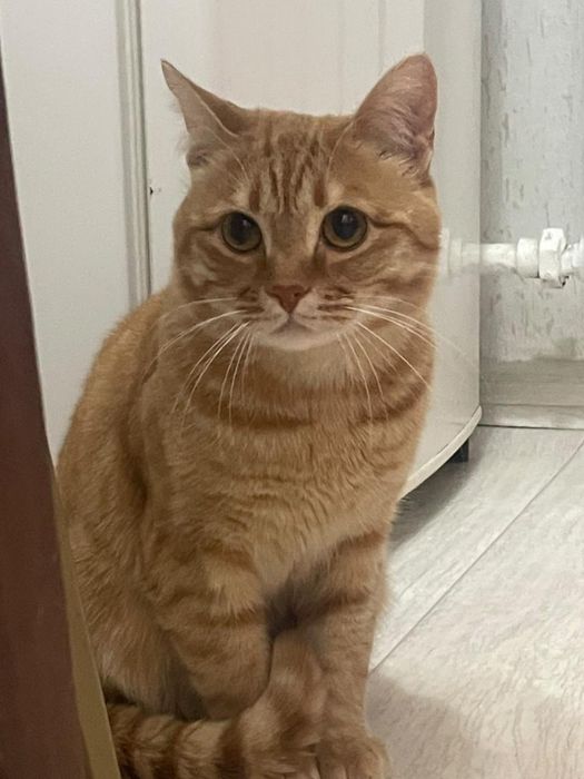 Кошка продаетсаа