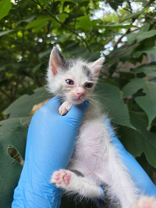 Котята ищут семьи!