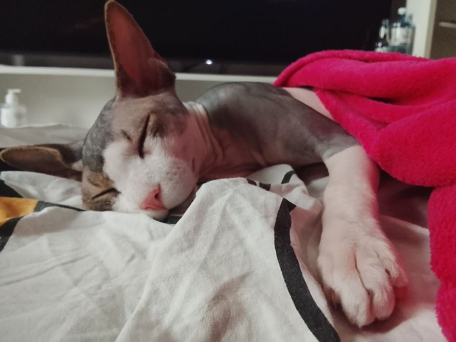 Отдам кота в добрые руки.