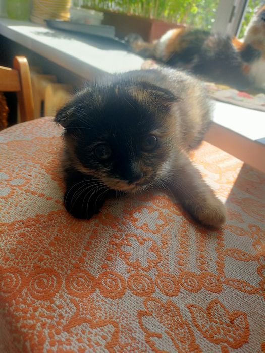 Котенок шотландский вислоухий