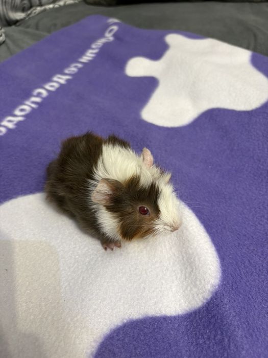 Морски свинчета малки