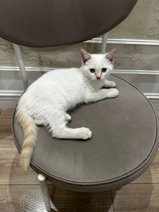 отдаем котенка Моти в добрые руки