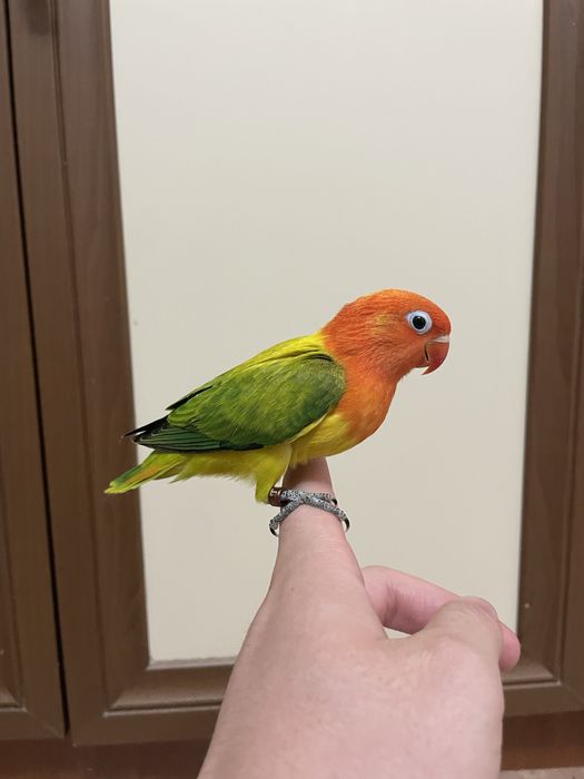 Продаются ручные попугайчики выкормыши