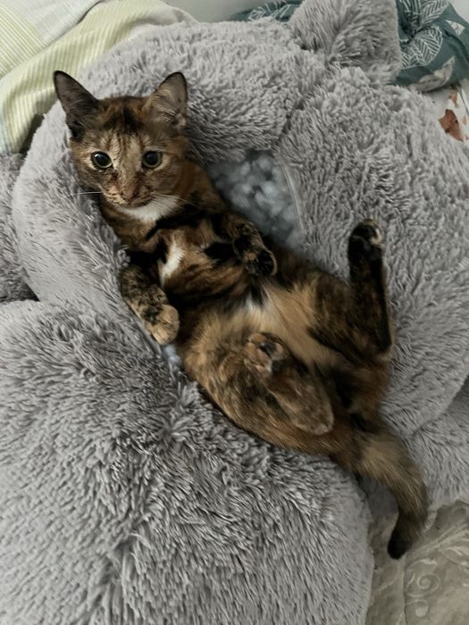 Кошечка в добрый руки