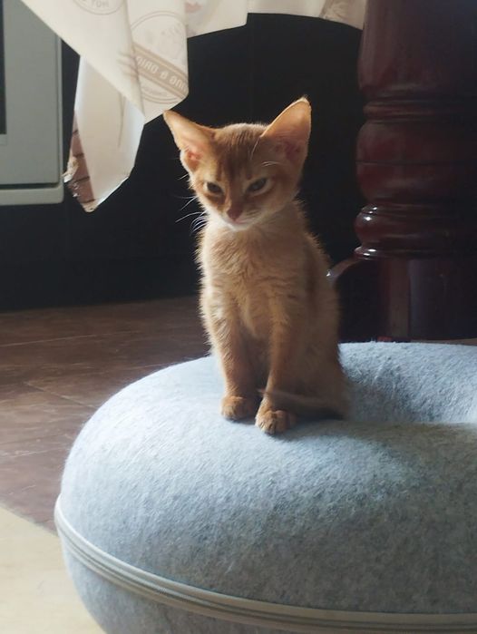 Абисинские котята