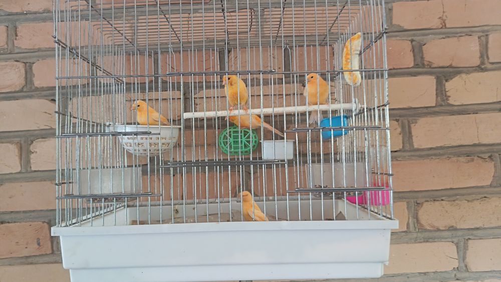 Konareyka limon rangli.