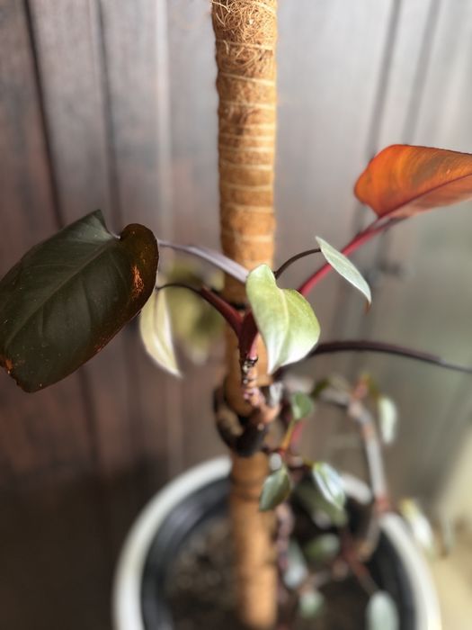 Филодендрон Red Queen Royale (US Hybrid)