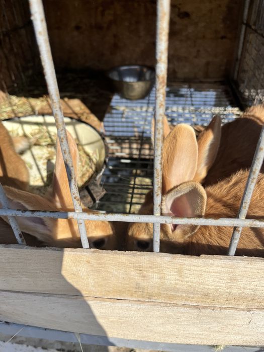 Продам молодых самок