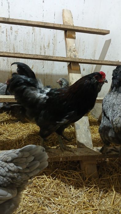 Cocos rasa ameraucana și italian