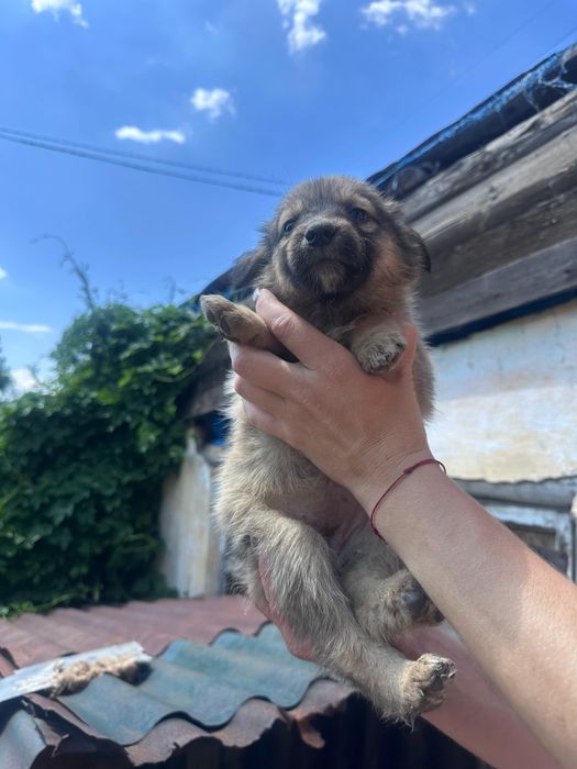 Срочно отдам щенят