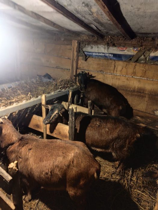 Vad capre (alpine )!